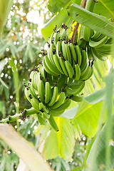 Image showing Bunch of ripening bananas