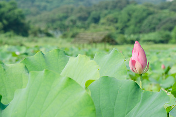 Image showing Lotus flower