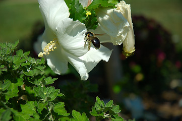 Image showing Flying Bee Pollinating