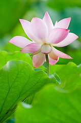 Image showing Lotus flower