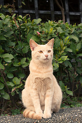 Image showing city cat