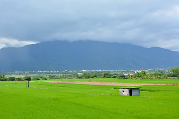 Image showing Rice farm in country