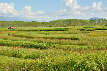 Image showing Flowerbed