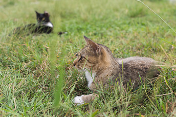 Image showing Tabby cat lying on the grass.