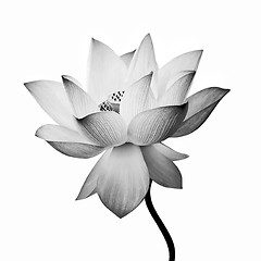 Image showing isolated lotus