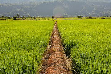 Image showing Rice farm in country