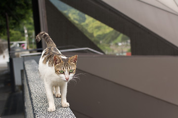 Image showing Tabby cat walking on the stone wall.