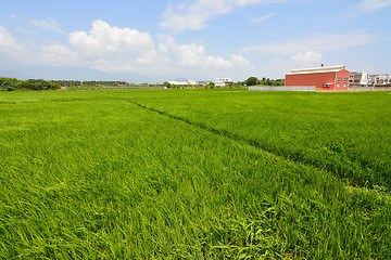 Image showing Rice farm in country