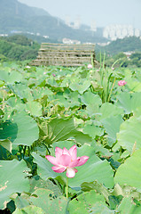 Image showing Lotus flower