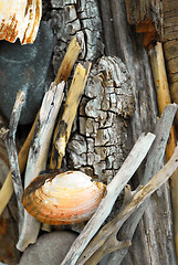 Image showing Beach treasures