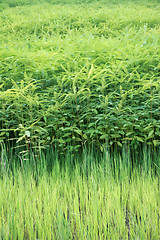 Image showing Fresh tea bushes