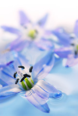 Image showing Floating flowers