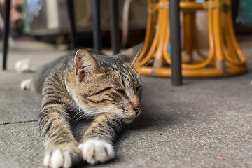 Image showing Cat lying to rest.