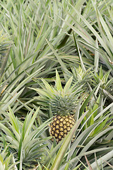 Image showing Pineapple farm 