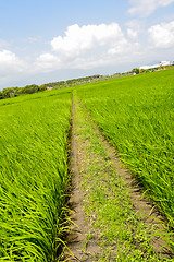 Image showing Rice farm in country