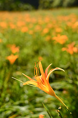 Image showing Tiger lily