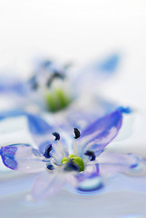 Image showing Floating flowers