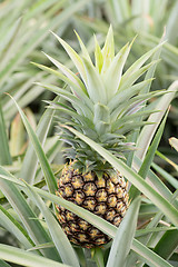 Image showing Pineapple farm 