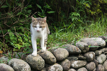 Image showing Tabby cat standing on the stone wall.