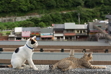 Image showing Cats lying on the wall.