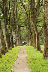 Image showing Walkway in Park