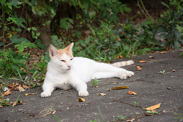 Image showing cat on ground