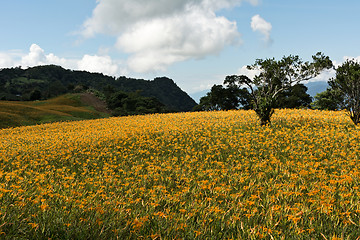 Image showing Field of tiger lily