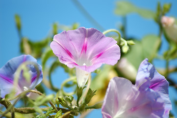 Image showing Morning Glory Flowers