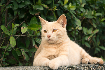 Image showing city cat