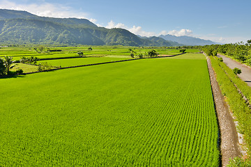 Image showing Rice farm in country