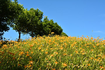 Image showing Field of tiger lily