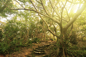 Image showing Forest pathway with stairs