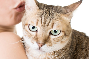 Image showing Cute tabby cat in the hands of a woman