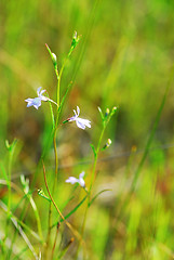 Image showing Botanical background