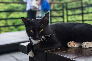 Image showing Cat lying on the chair. 