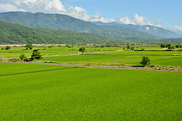 Image showing Rice farm in country