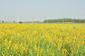 Image showing Yellow flower fields