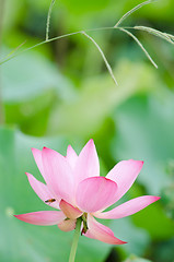 Image showing Lotus flower