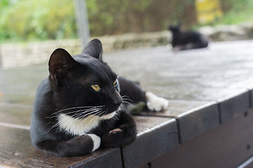 Image showing Cat lying on the chair. 