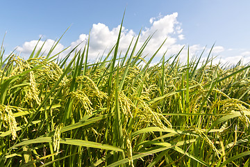 Image showing Rural scenery of paddy