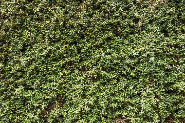 Image showing Green wall with ivy background