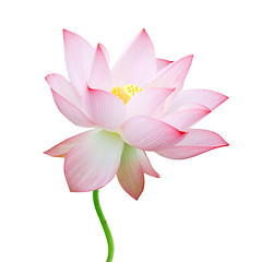 Image showing isolated lotus