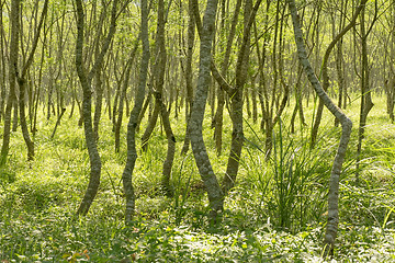 Image showing Forest scenery