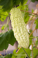 Image showing Bitter melon