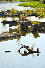 Image showing Lake with wood