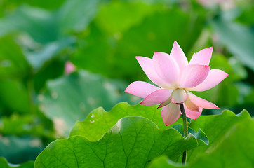 Image showing Lotus flower