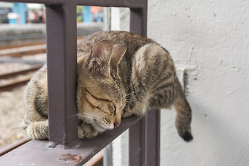 Image showing Cat lying to rest.