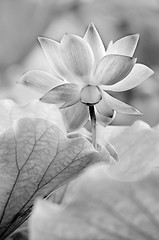Image showing black and white lotus