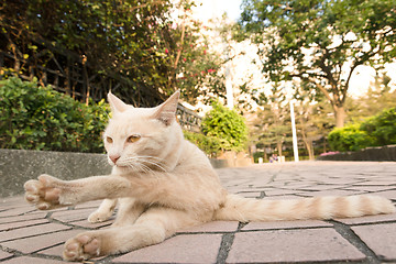 Image showing cat in city