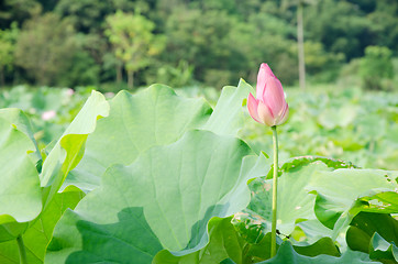 Image showing Lotus flower